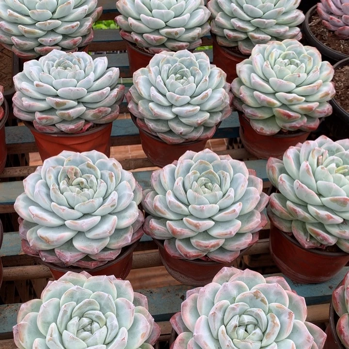 超大母本单头暗纹冰玉两单包邮