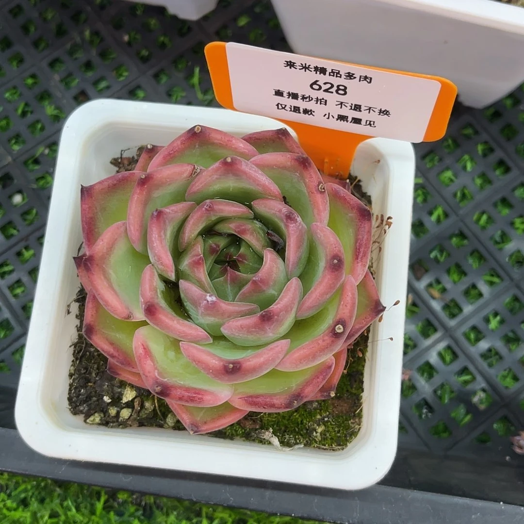 鹏*生628鸵鸟单头冠幅7