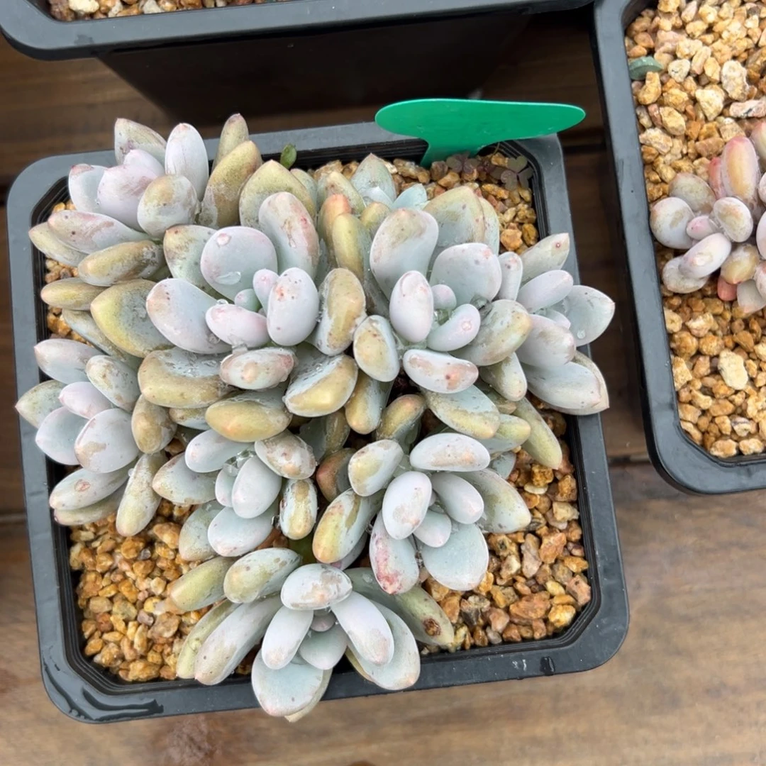 三明治11111111111111