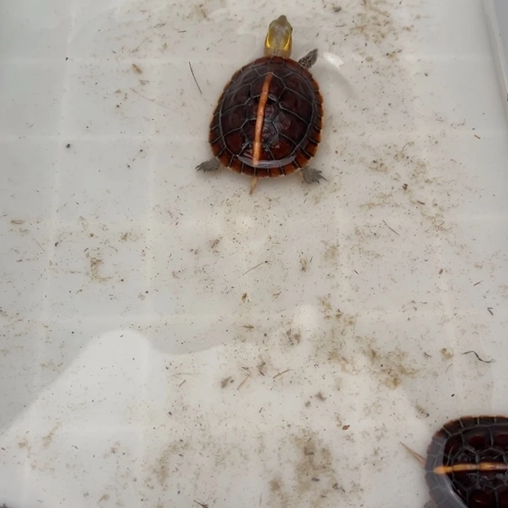 母绿毛龟?*缘啦啦了啦我