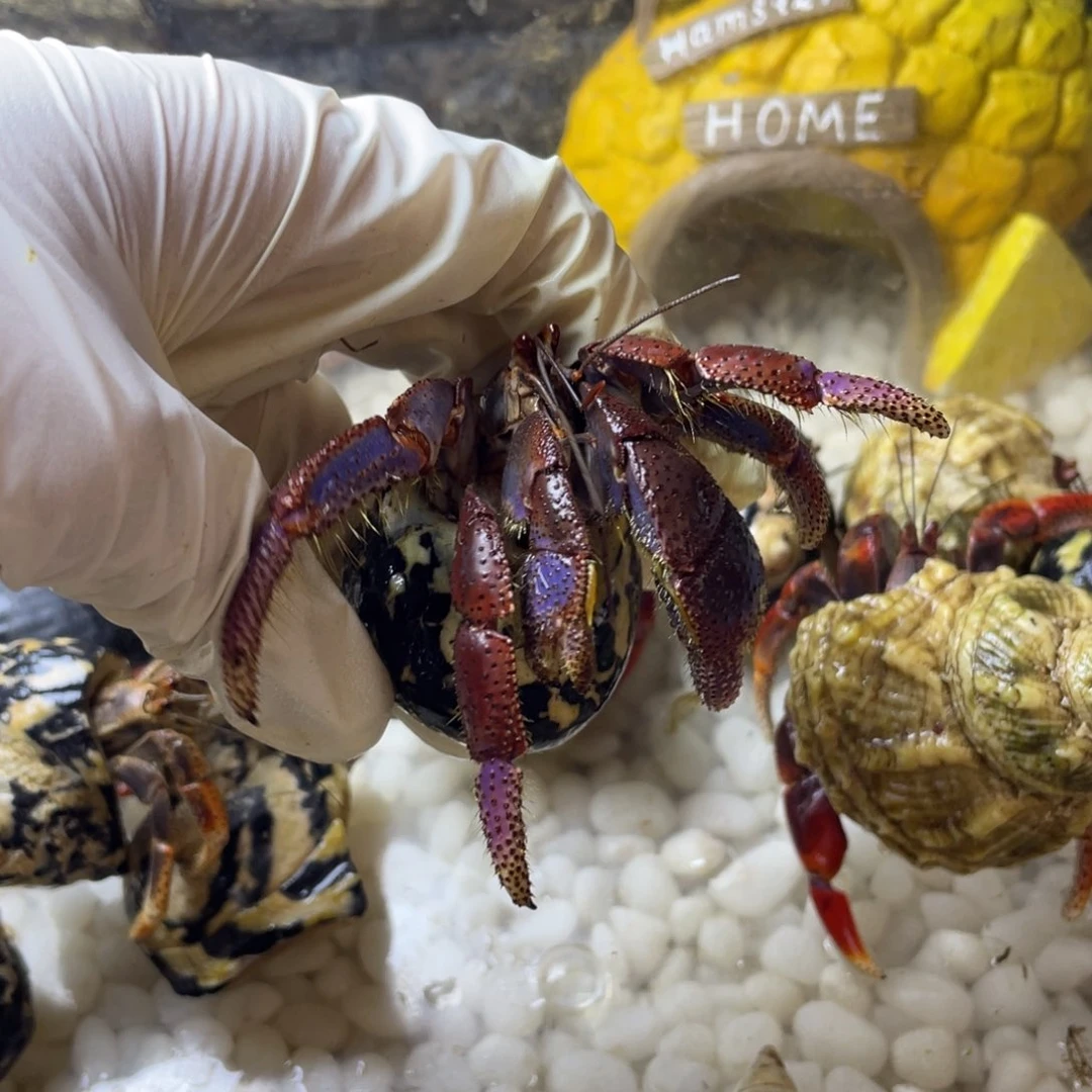 猛***张k3随单好看好看好看