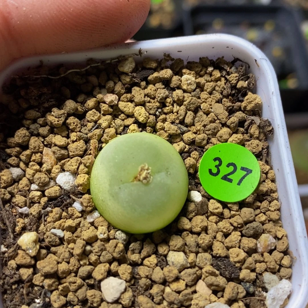 拉登1.6+多肉植物327