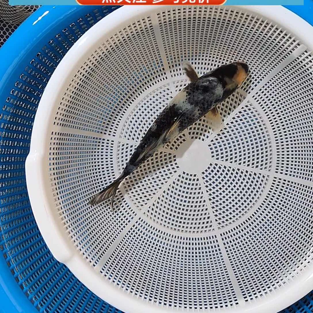 锦鲤重墨表现的一尾松川花