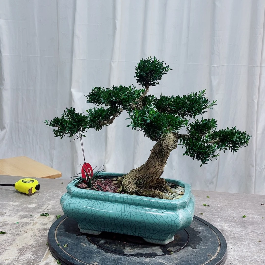 S***L广东雀舌皱皮黄杨盆景