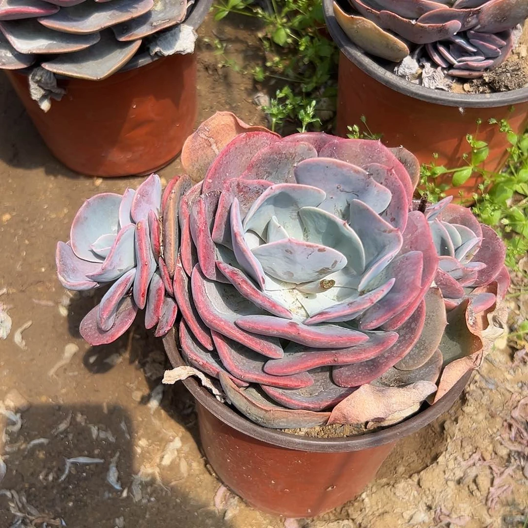 多肉植物尘埃玫瑰