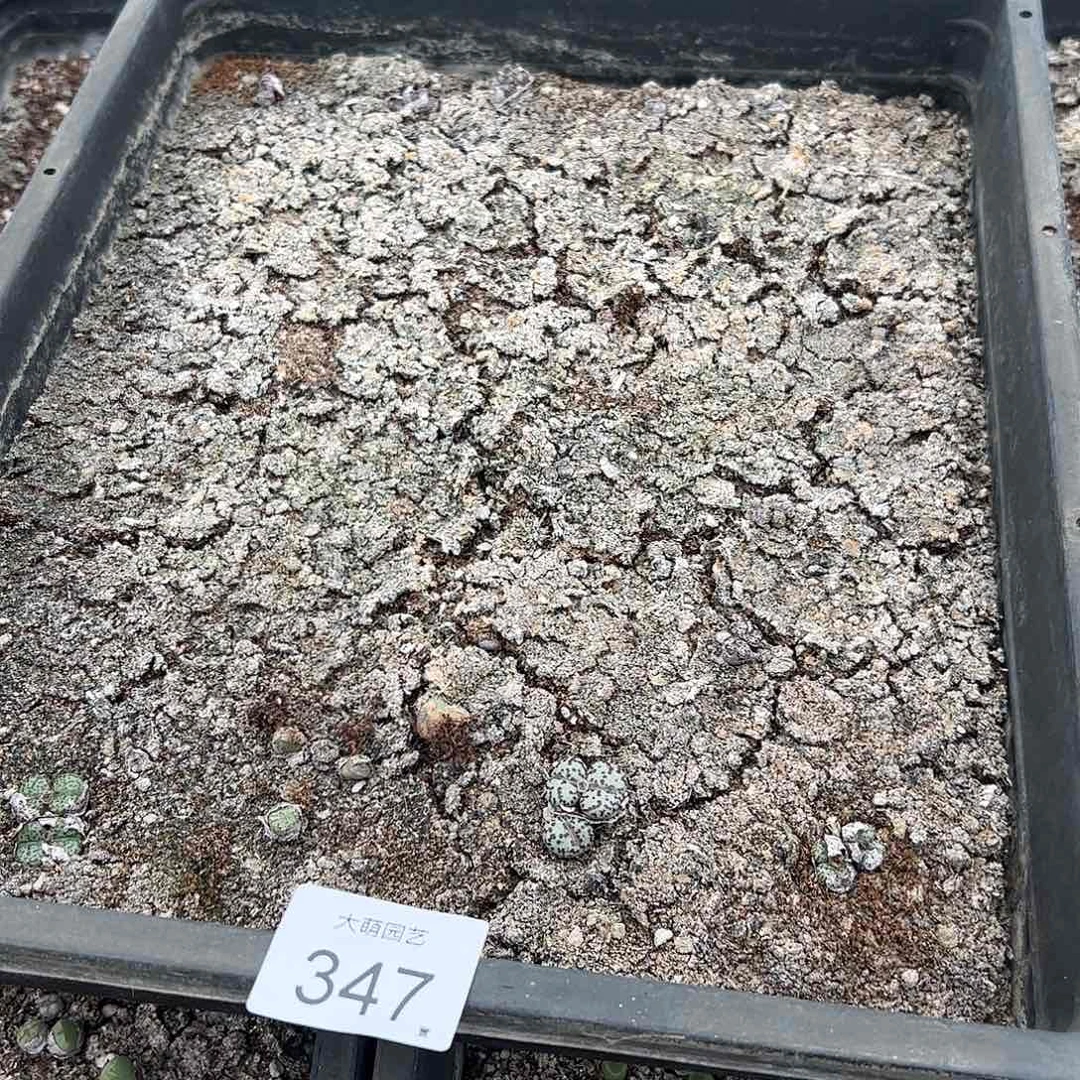 清框脱土发无售后默认有疤。 347