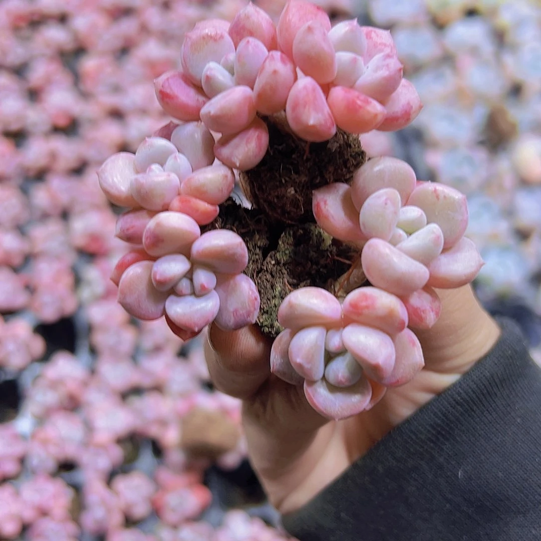 花瓣露双头苗3个19包邮