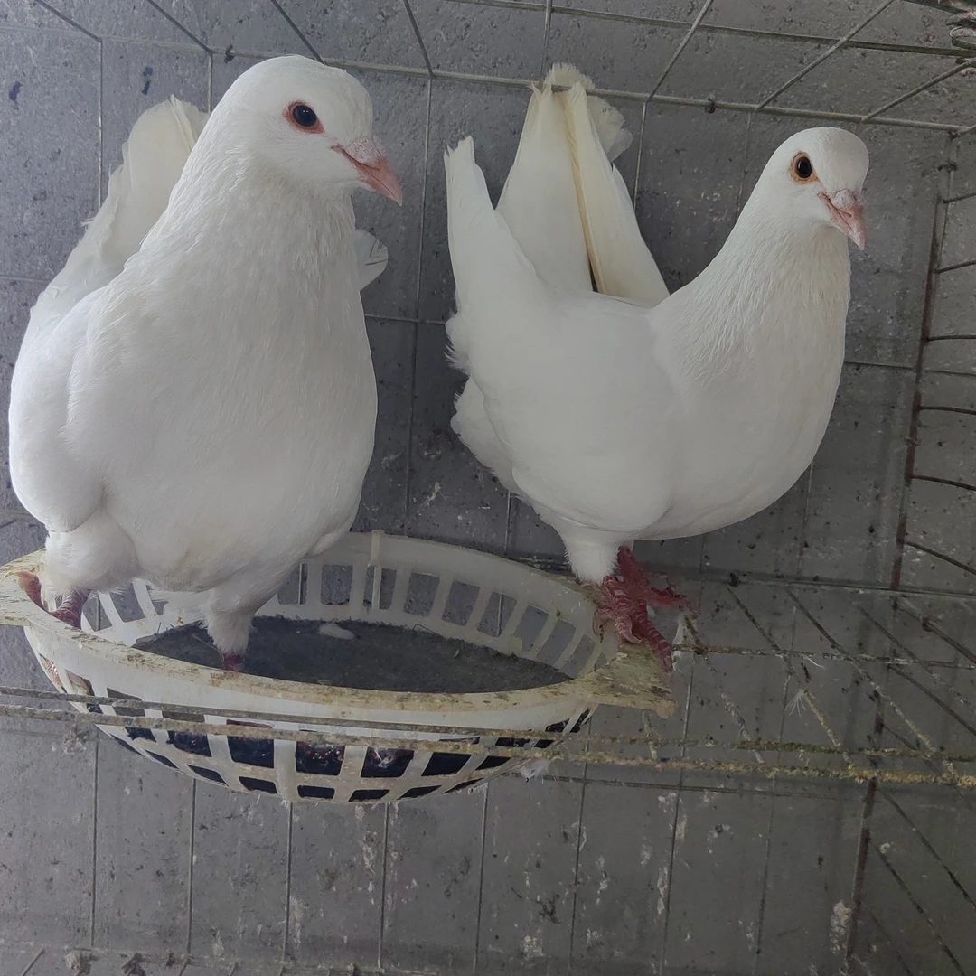 米玛斯种鸽，顺丰包邮到家（只包路损）