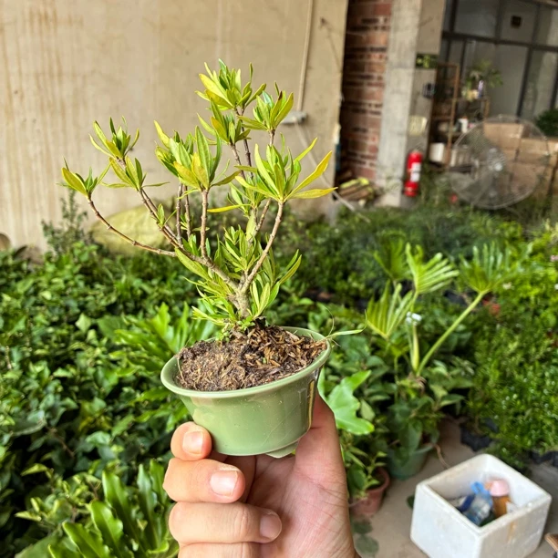宠粉一次/菊心栀子花/带青瓷盆/到家每天都要浇水刚换的盆