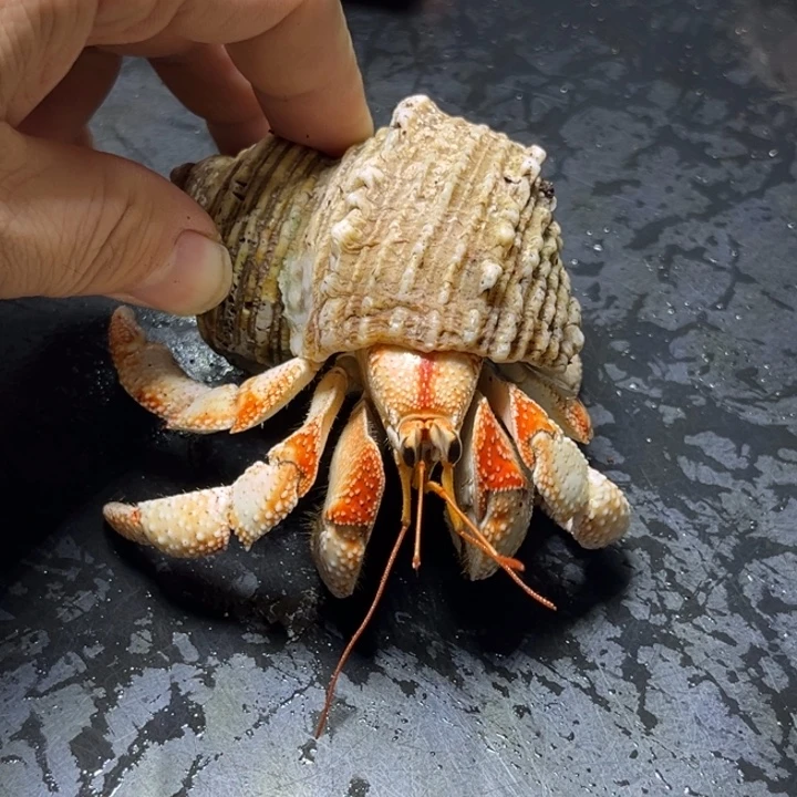 闪23五花肉毛球3.3口径