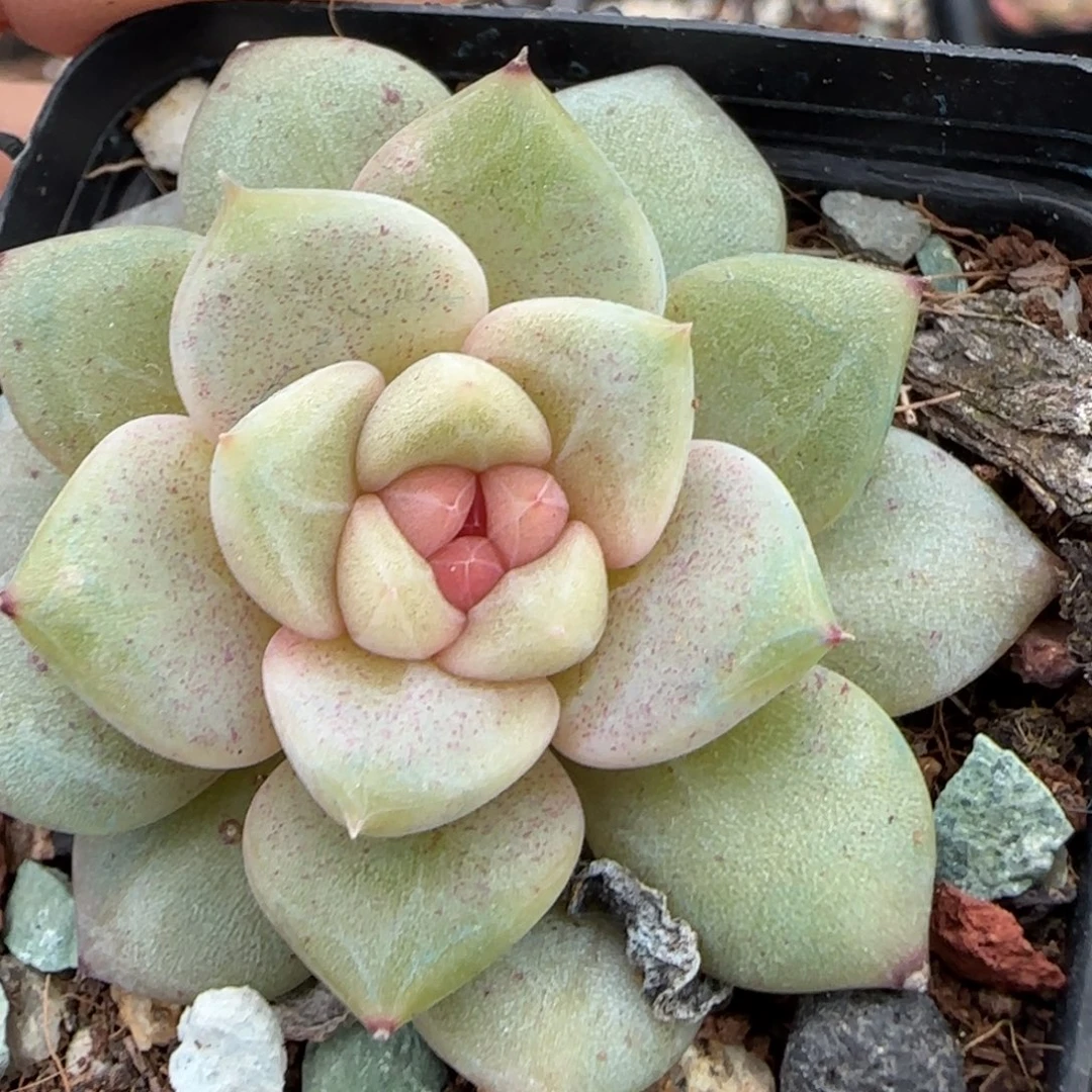 多肉小卡拉米糖心一物一拍