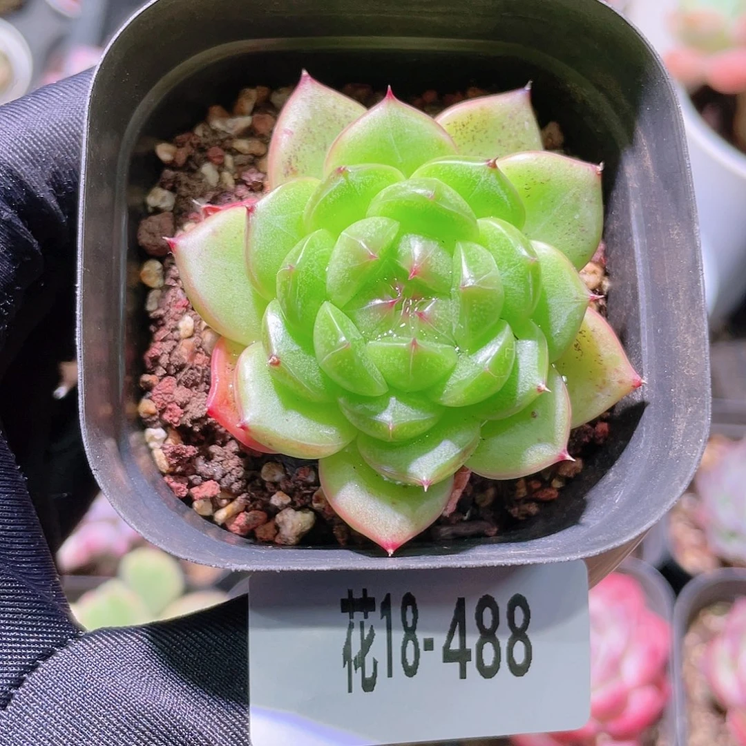 花利美18-488海王