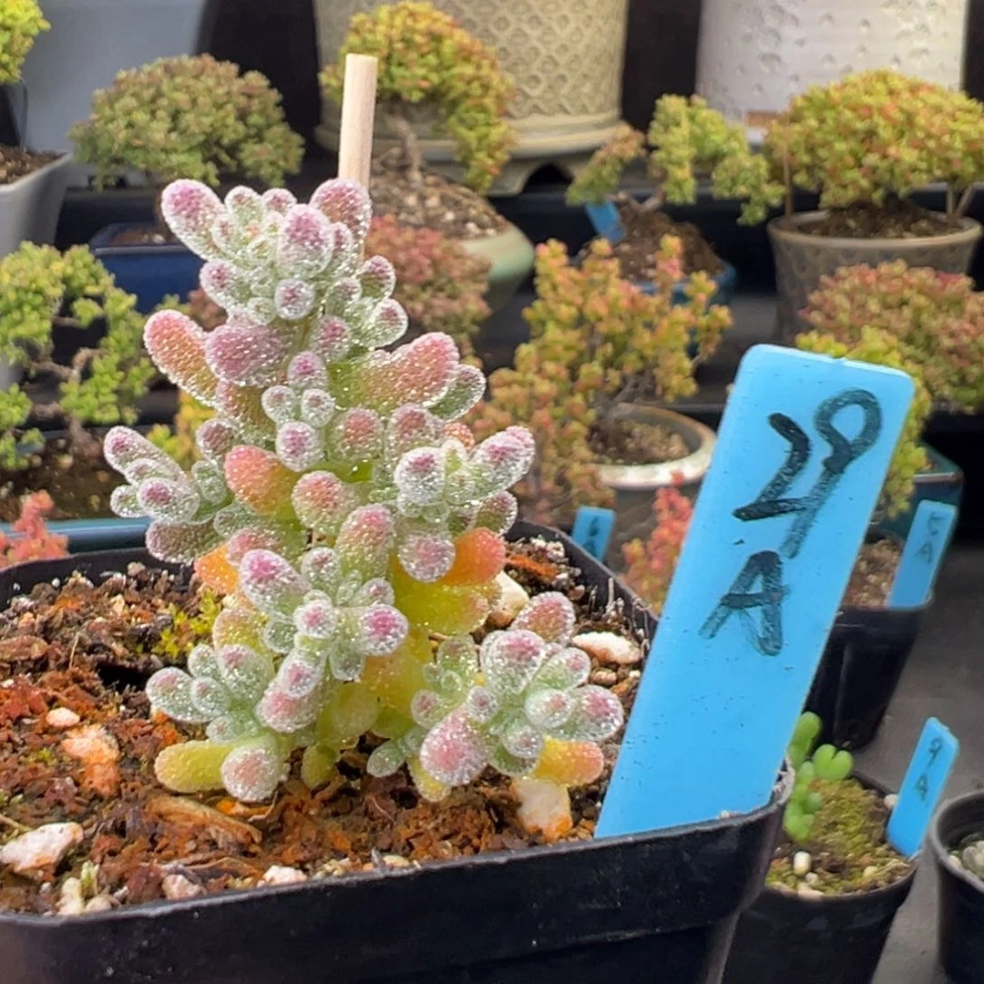 粉冰晶29号5.5厘米盆