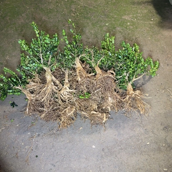 龙鳞黑珍珠黄杨123456789
