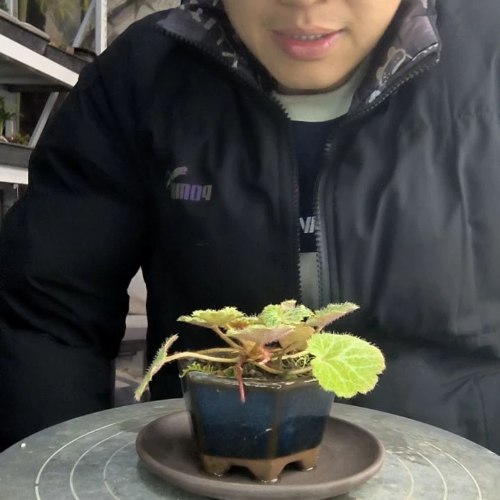 a****_小盆景小植物一物一拍153