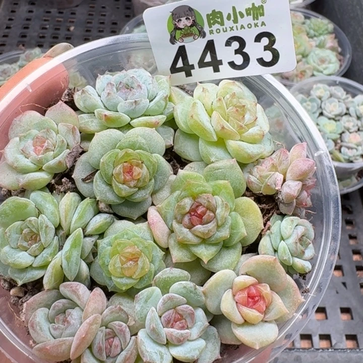 多肉植物多肉植物