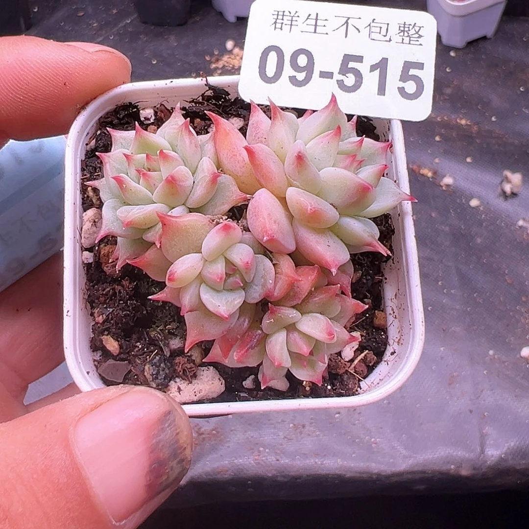 小卡拉米糖心一物一拍9-515