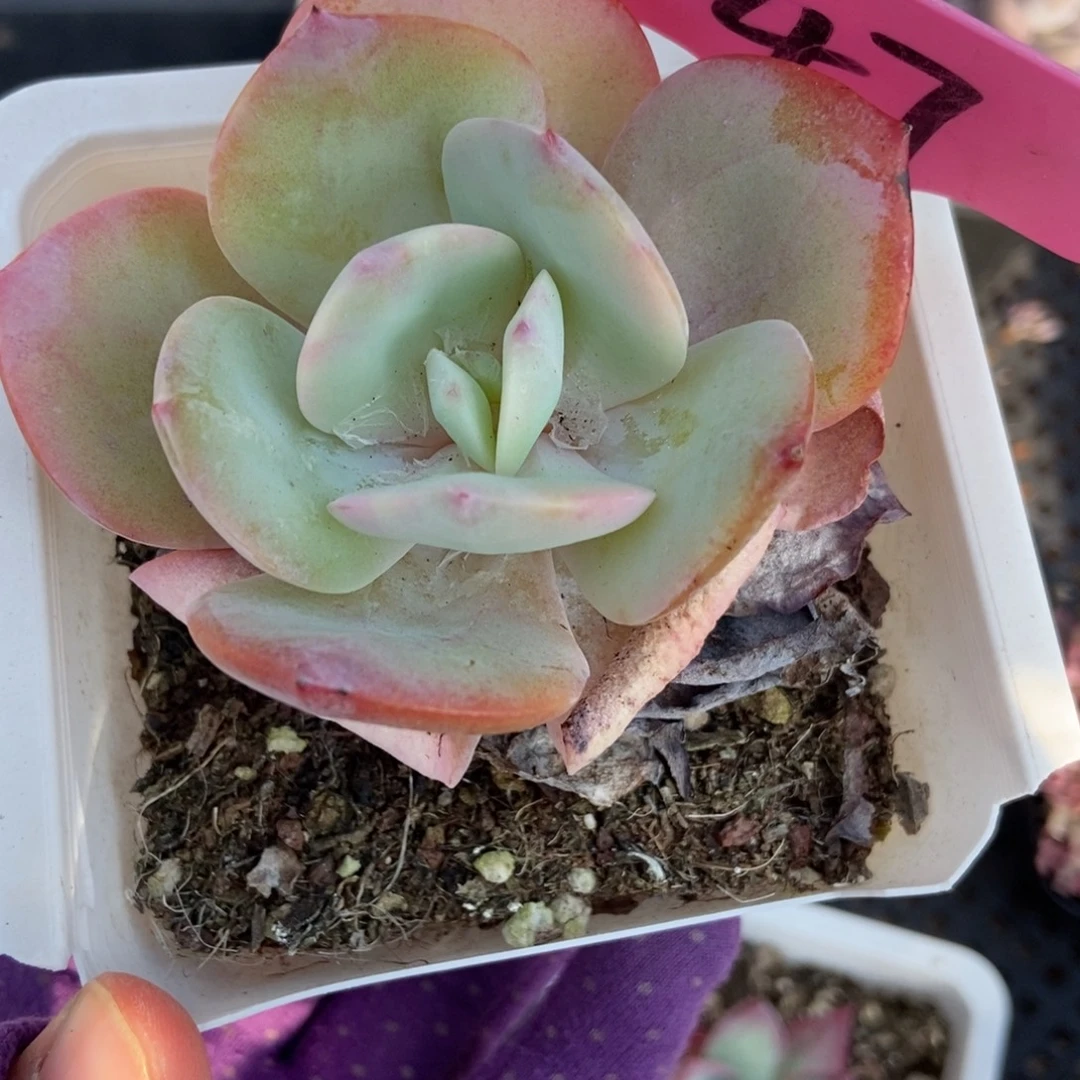 47白凤多肉植物多肉