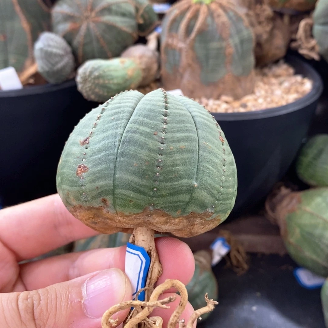 21 欧系实生布纹球多肉植物