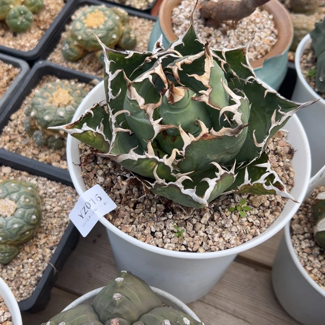 yz16白鲸龙舌兰肉肉肉