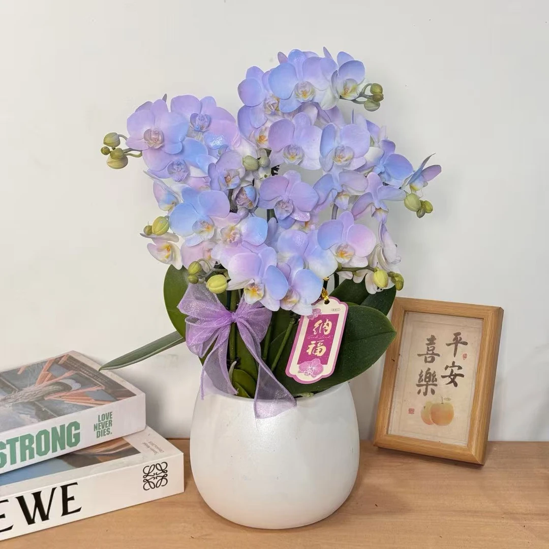 【紫韵】温柔色系马卡龙 蝴蝶兰花盆栽开花株 喷色工艺四季好养护