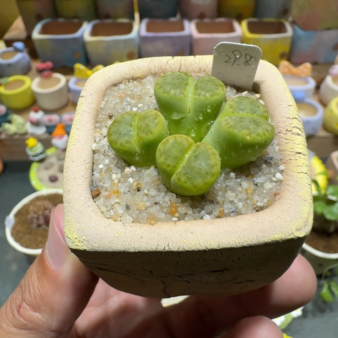 蘑菇1394黄鸣玄多肉植物