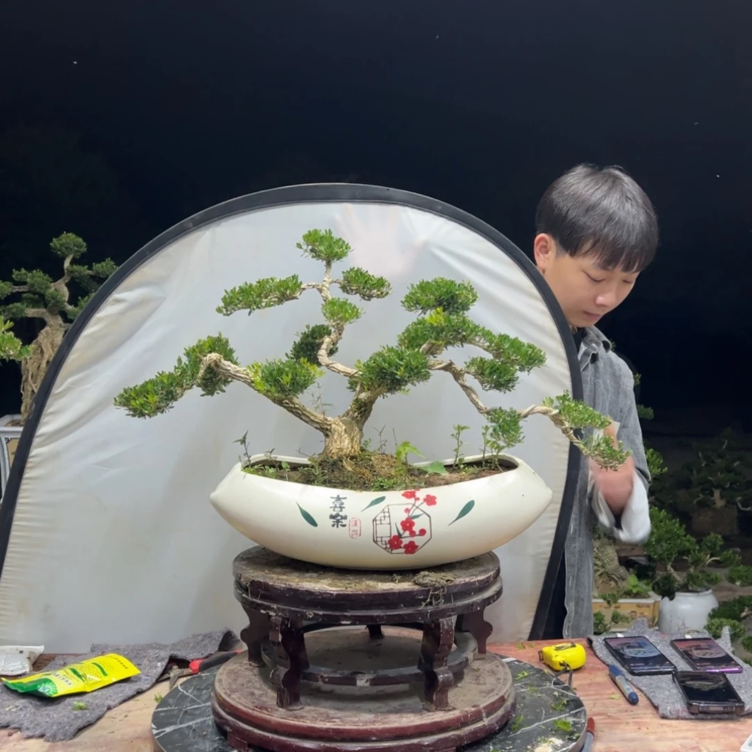 无花朵广东皱皮雀舌黄杨