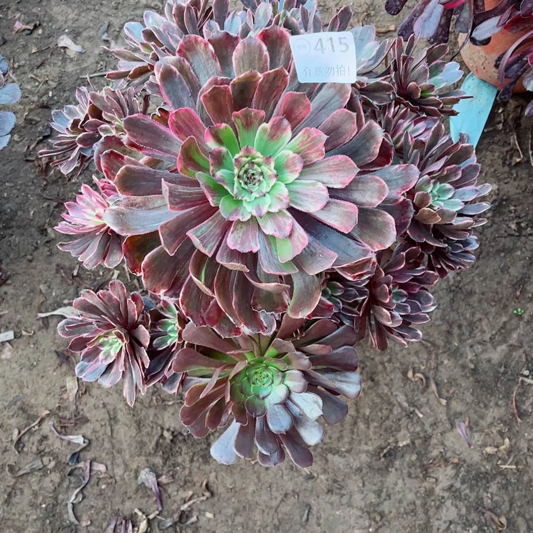 无花朵多肉植物415