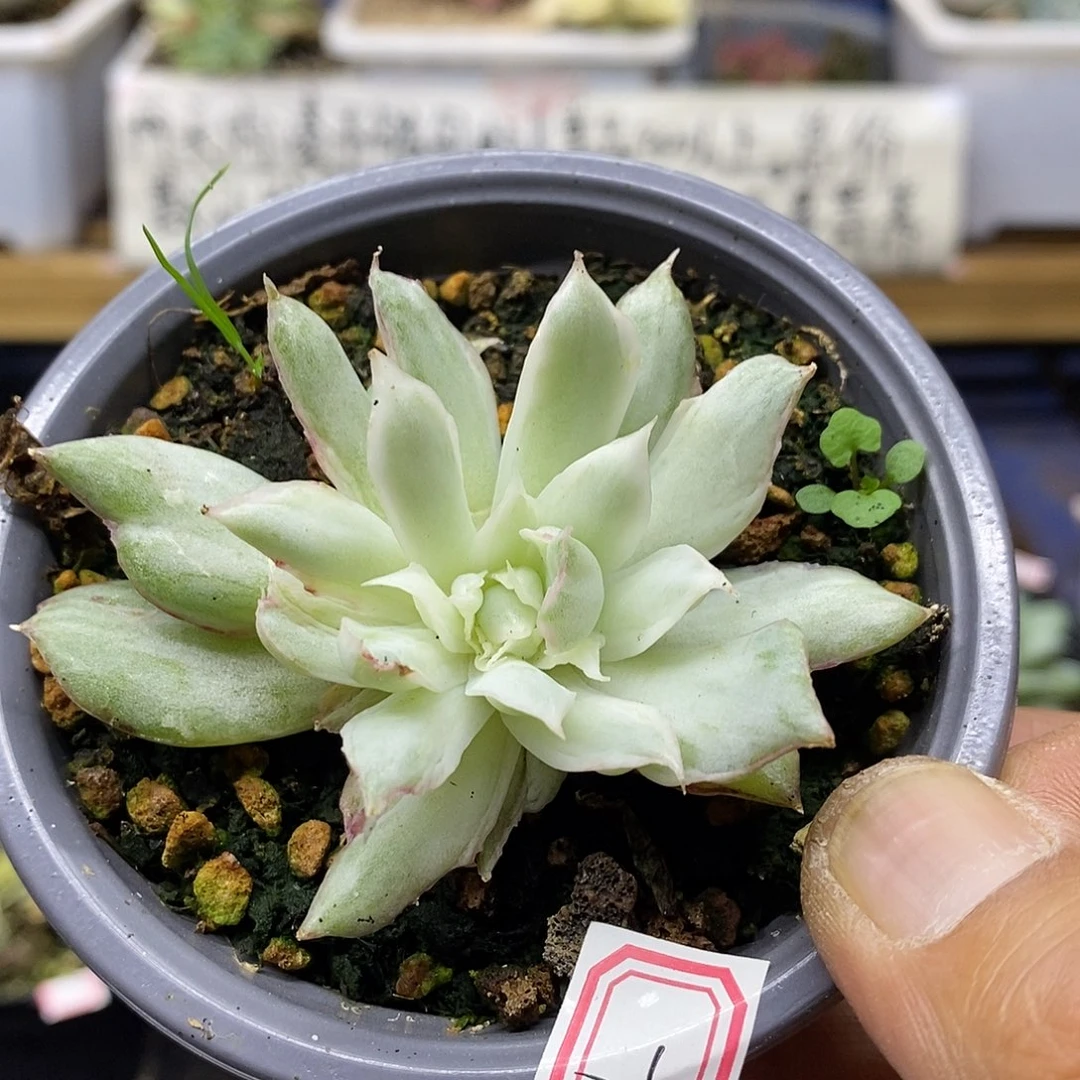 小***牛1171 宝莲灯冰边白锦