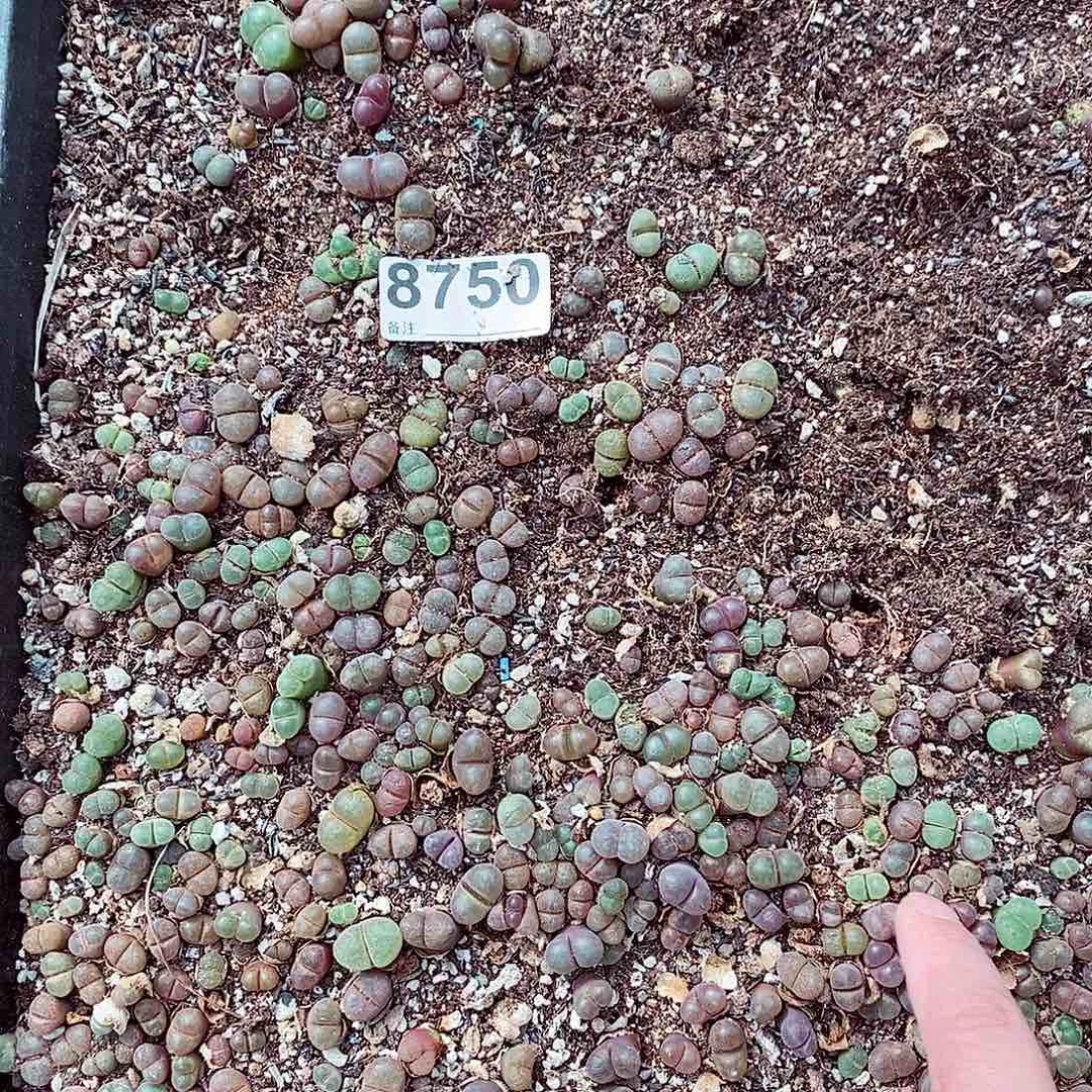 风铃清筐脱土发货8750
