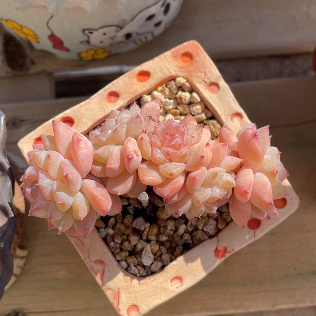 溏心冰魄朵朵缀无砍