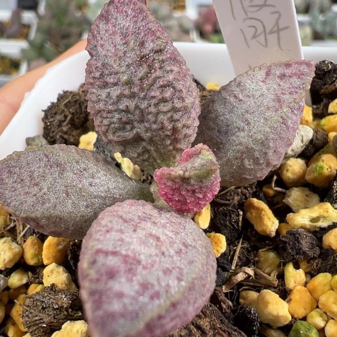 w融化纹猪肝多肉植物水泡