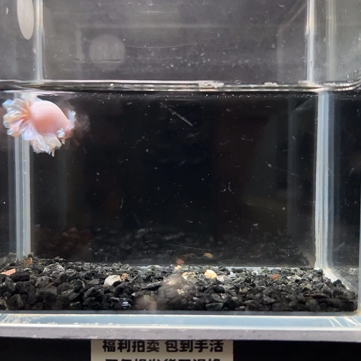 斗鱼满30包邮11日81