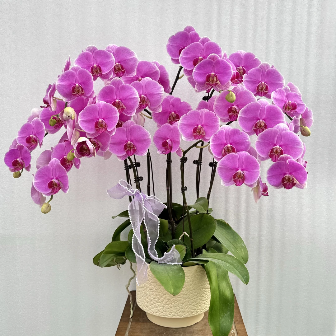国馨【星空】蝴蝶兰懒人花 室内花卉 花期长 好养活