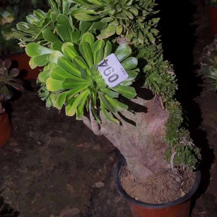 094夕颜多肉植物不售后中班