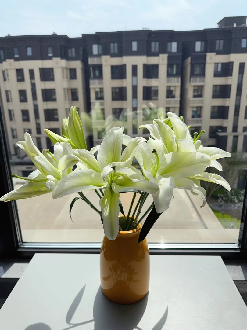 【香水百合】白天霸   鲜切花水养花期长鲜切花礼物家养