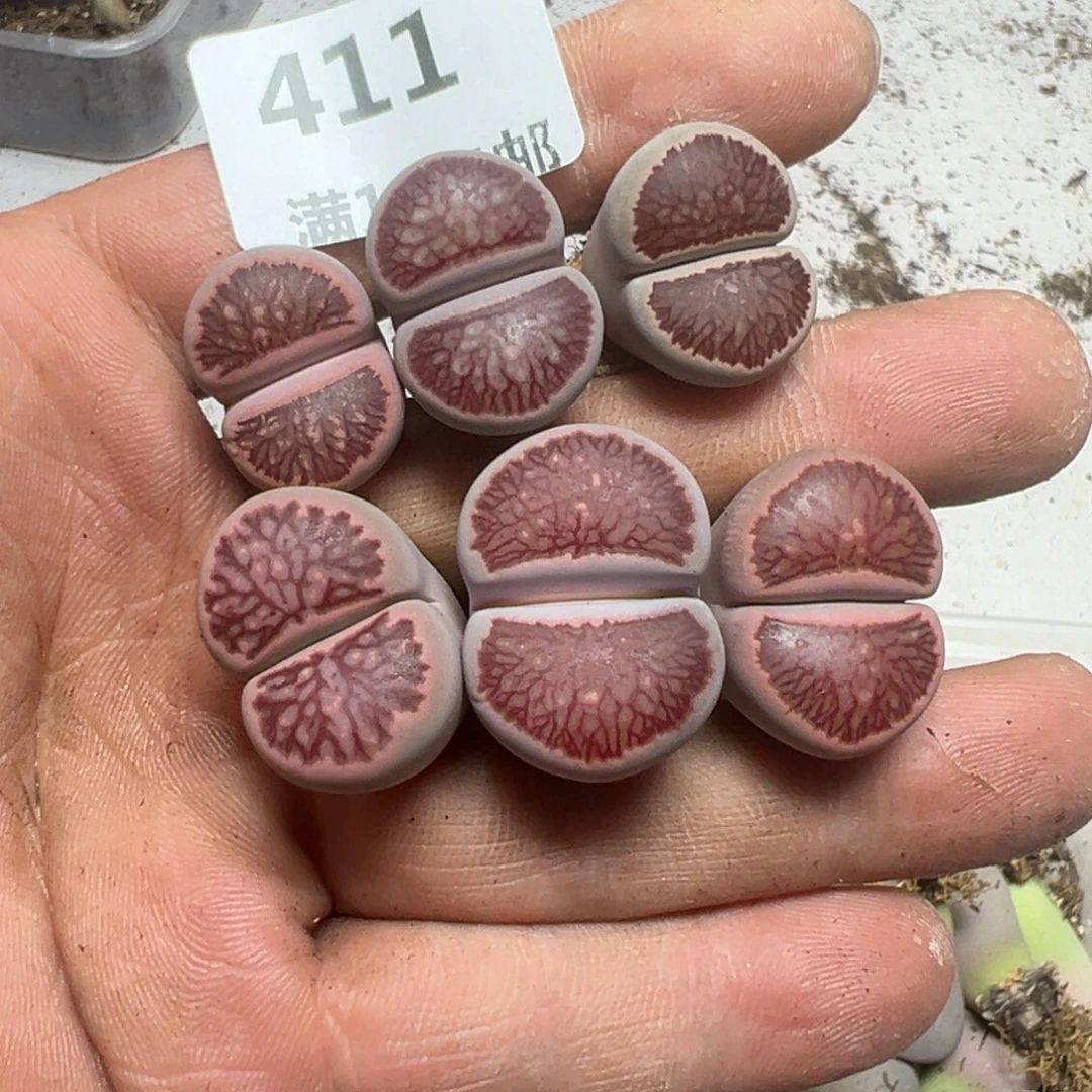 【闪购商品】*️** 411。