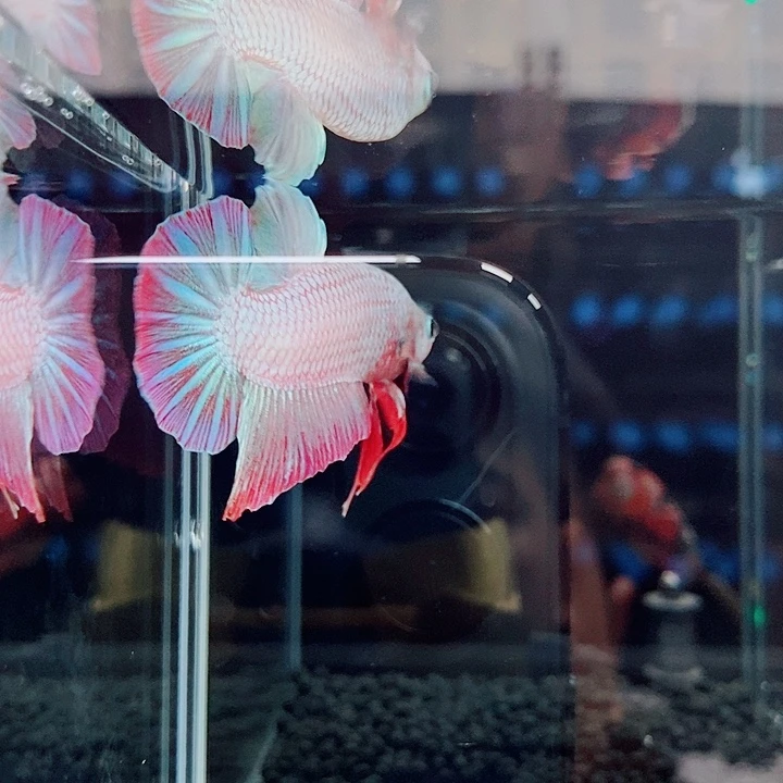 斗鱼黑123号巨斗将军