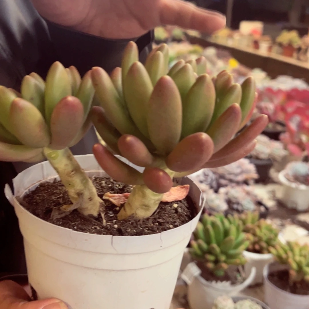 金蟾双头群生多肉植物