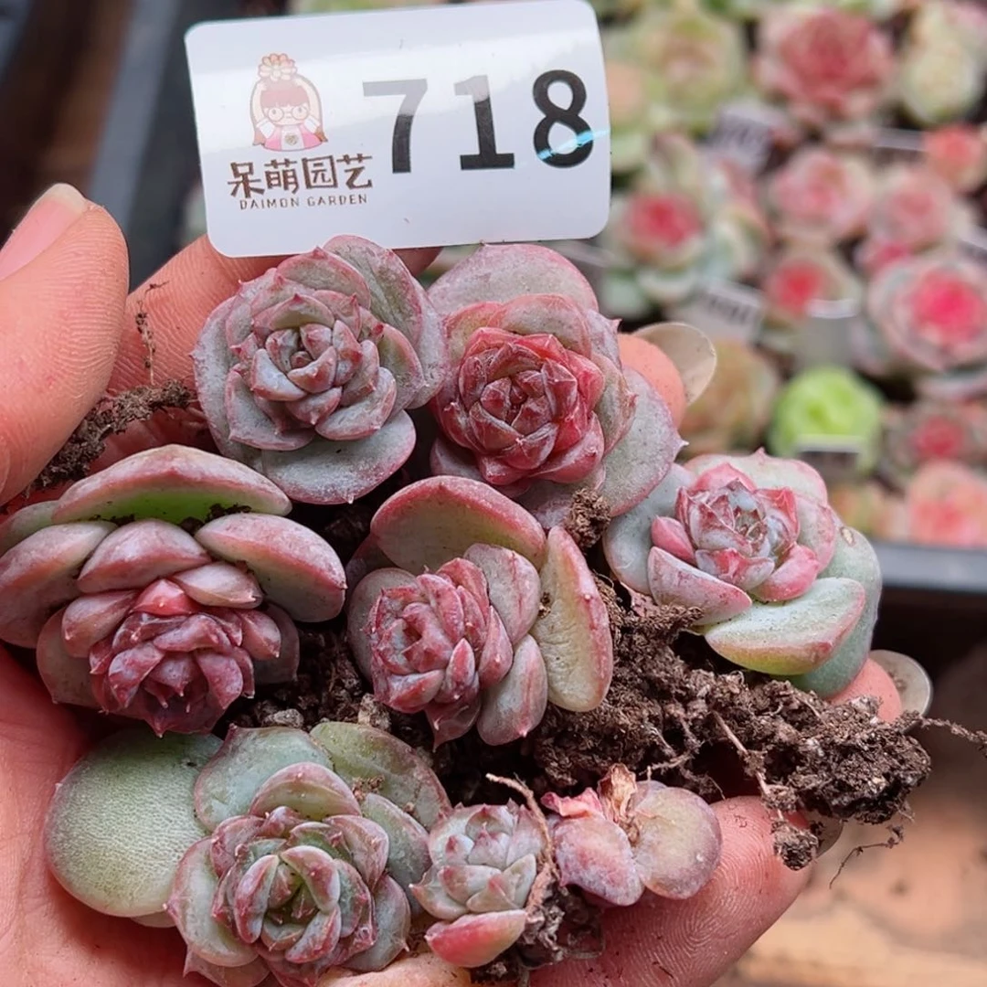 多肉植物多肉植物