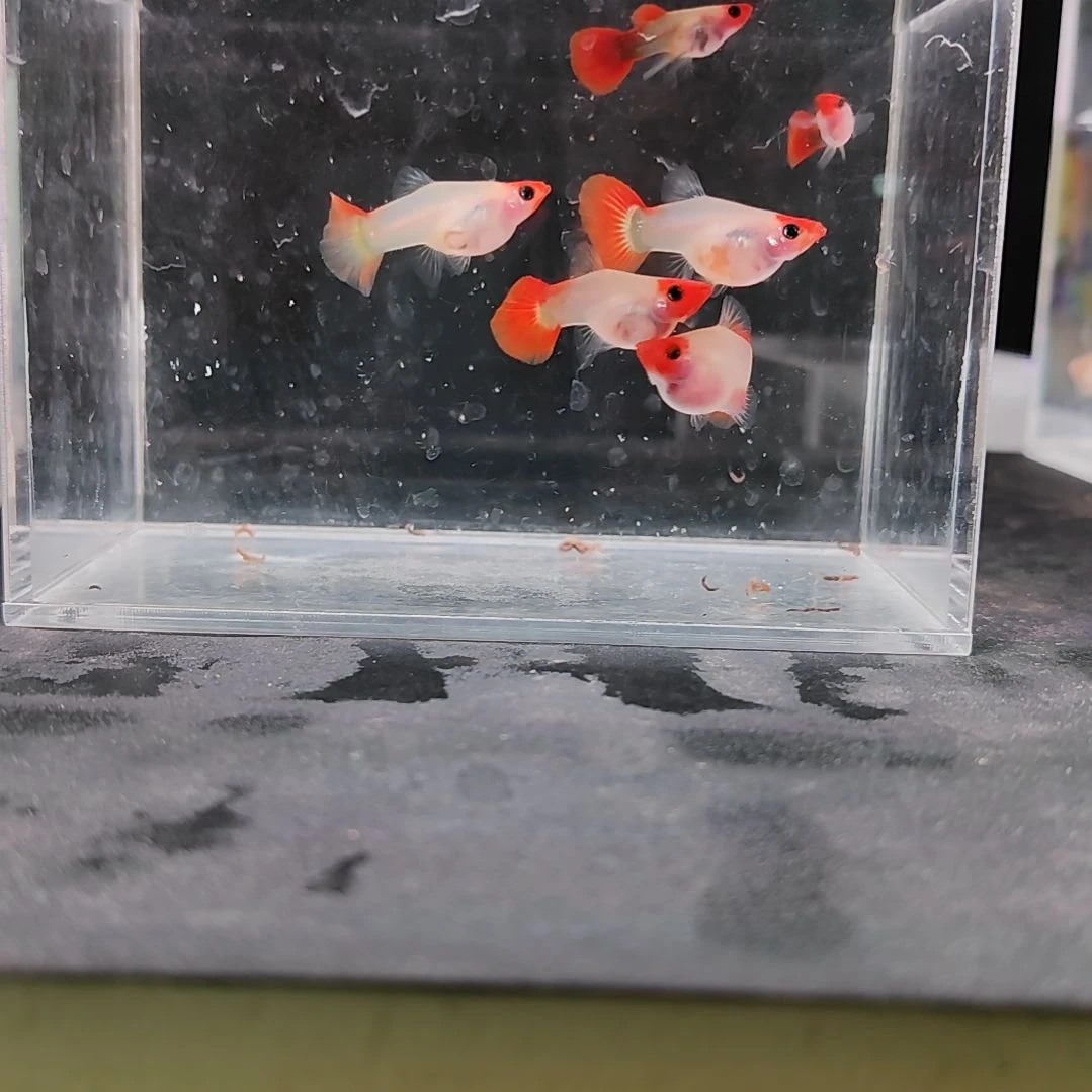 孔雀鱼编号20红头玻璃猫