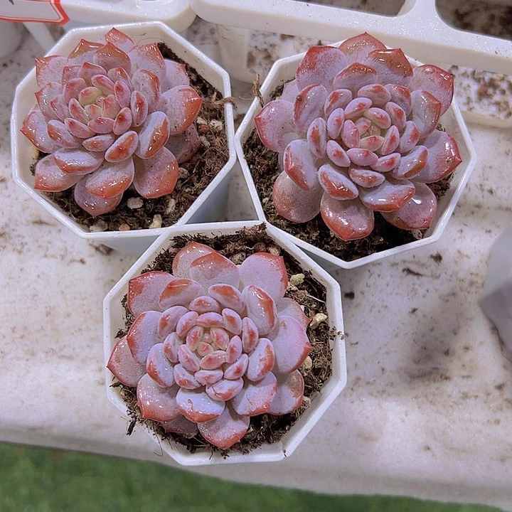 玉芙蓉19包邮多肉植物