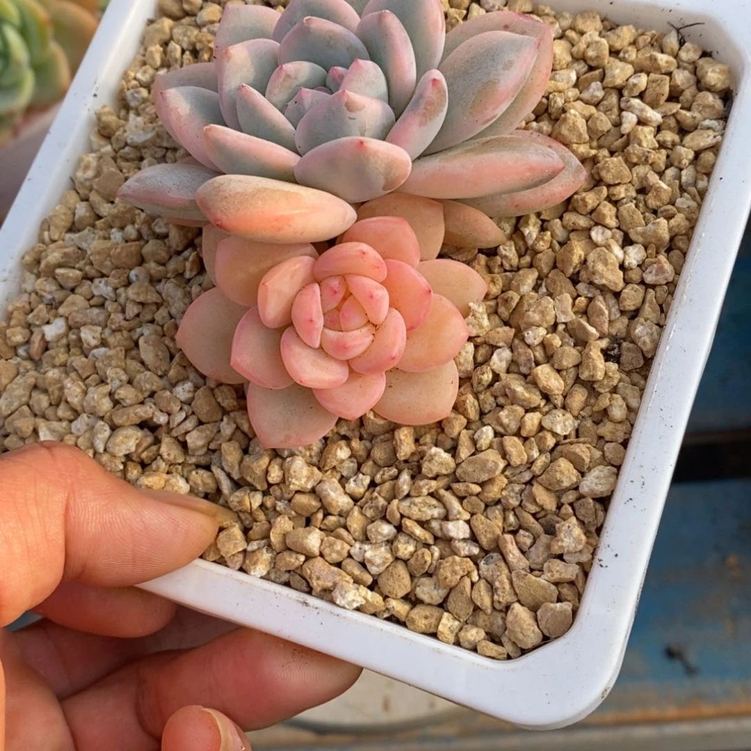 寄养多肉植物一物一拍