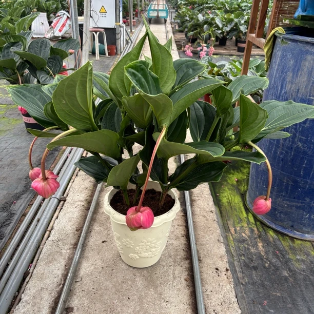 宝莲灯大盆带花苞10-16花苞室内阳台盆栽好养高档名贵花卉年宵花