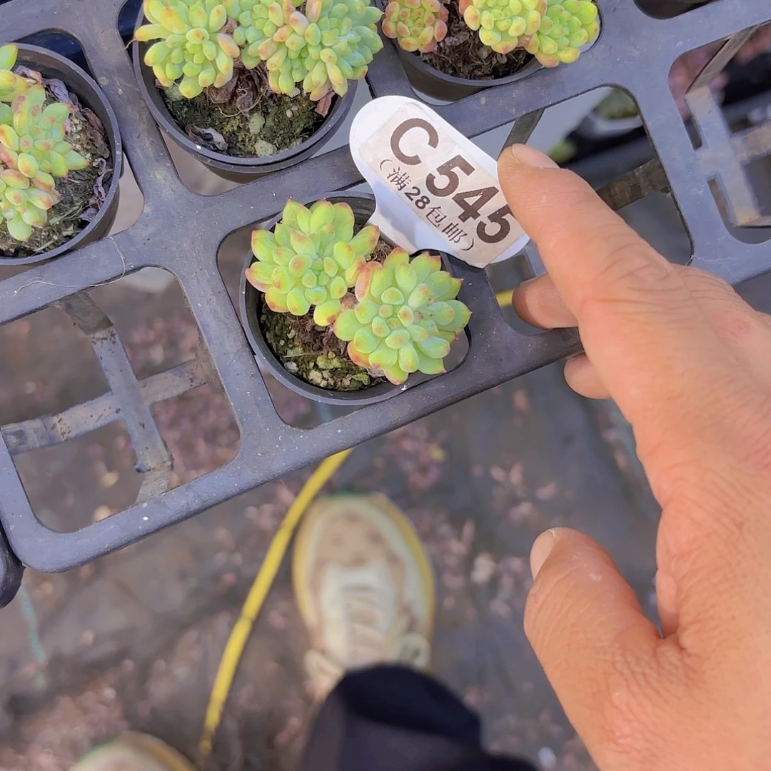 C545烂苹果一物一拍啊