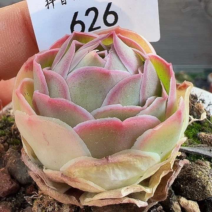 刺***抱福袋 福袋 福袋 626。626