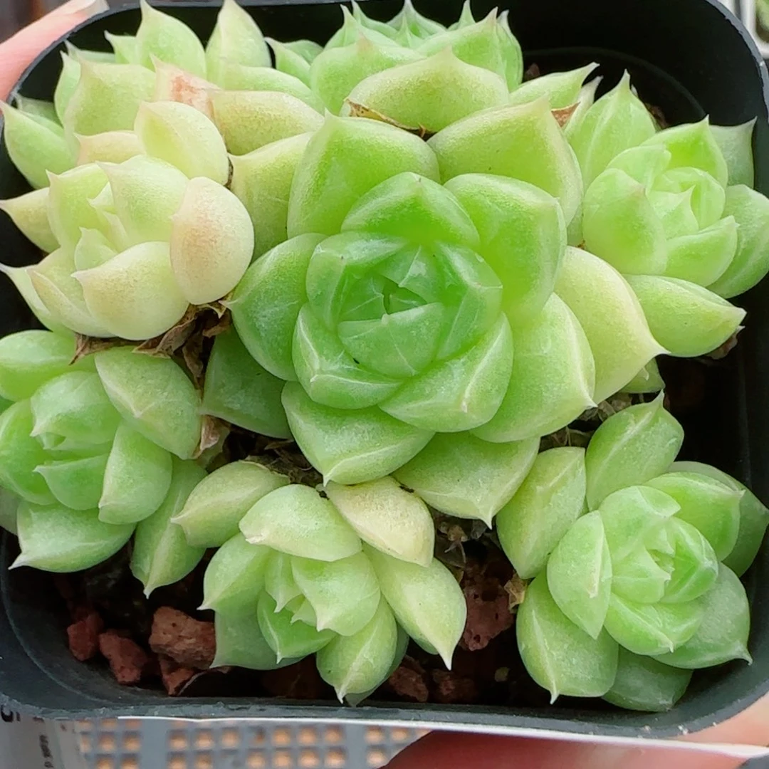 花语逸镜0923-188散