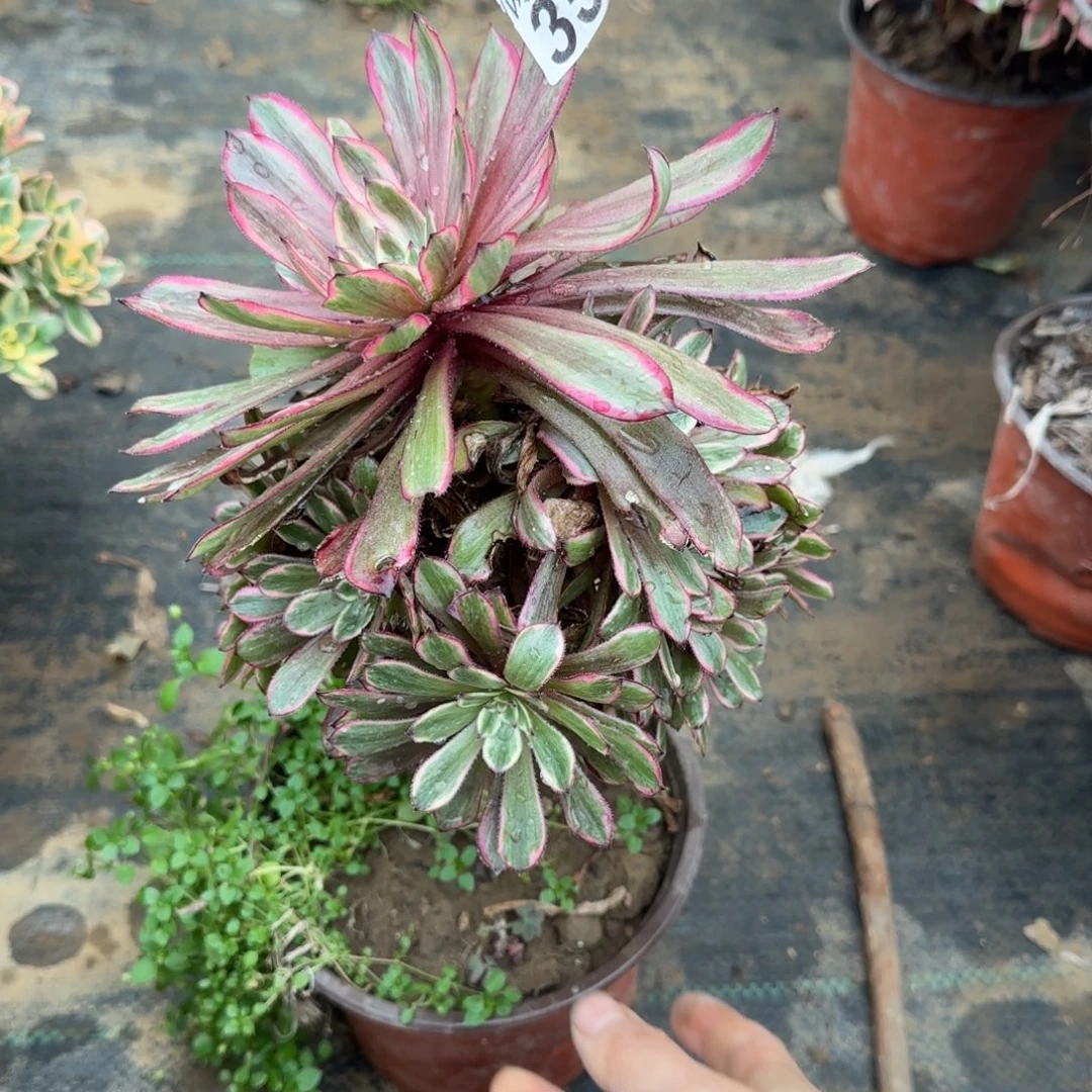 紫霞仙子350满20包邮断枝不包