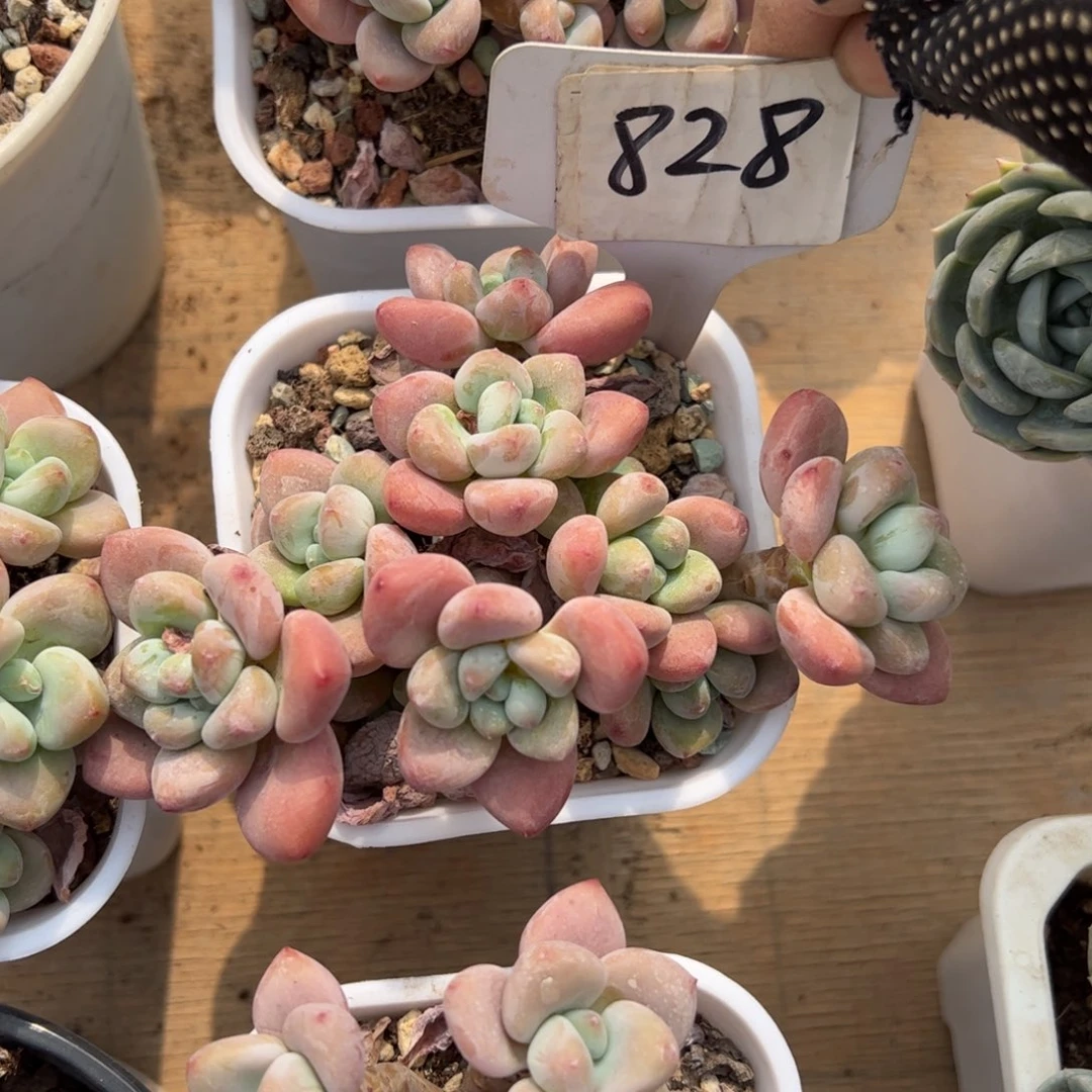 盼*828号多肉植物