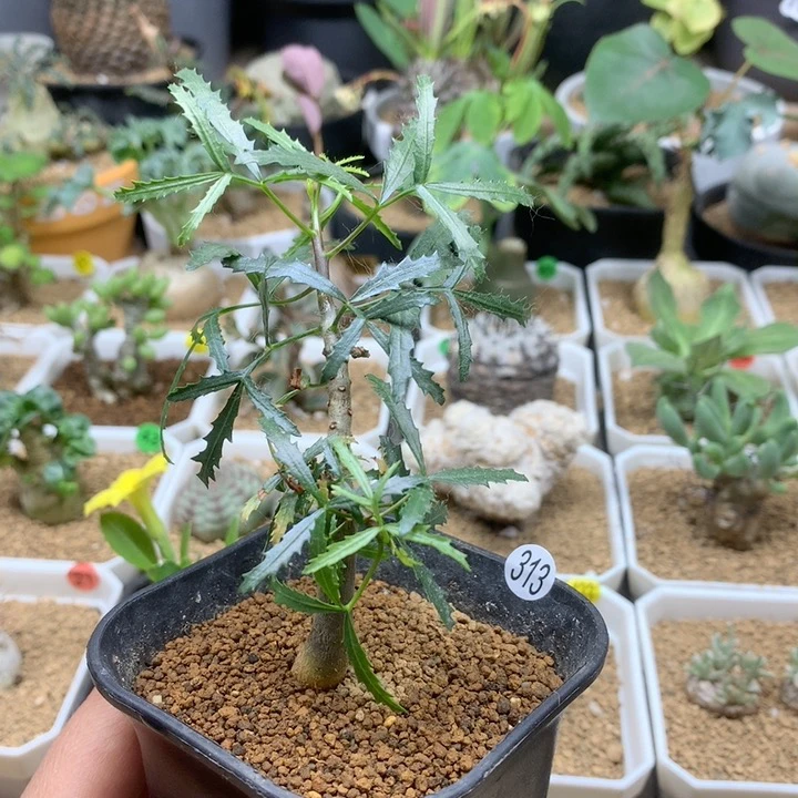 实生飞羽裂榄带盆